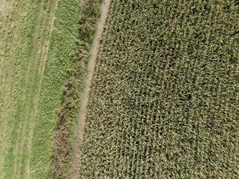 Aerial view of flooded cornfield after heavy rainfall, showing damage to crops and challenges faced by agriculture due to extreme weather and severe flooding as river swollen bursting it banks