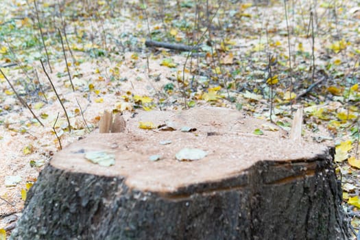 cut stump wood nature background trunk oak circle forest texture tree old natural