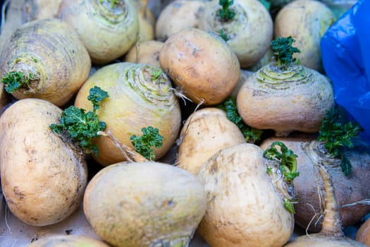 raw background fresh natural plant healthy vegetable food agriculture turnip root organic