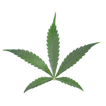 This image showcases a highquality depiction of a vibrant green cannabis leaf set against a pristine white background