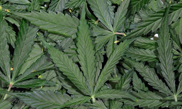 A close-up view of lush cannabis leaves, showcasing their intricate textures and vibrant green color.