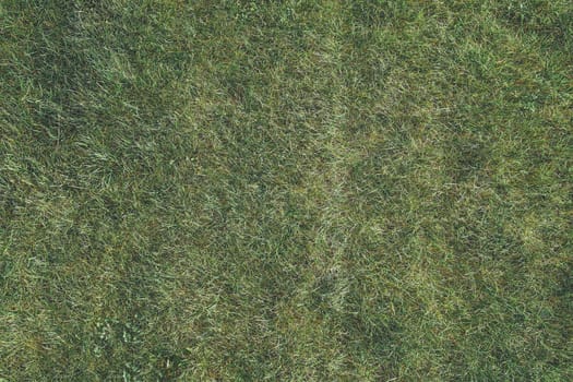Grass texture. Detailed close up view on a green barley texture in a field in summer taken in high resolution