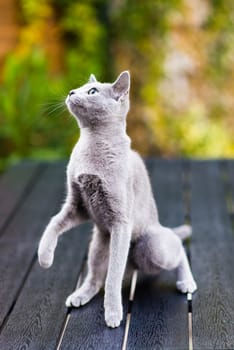 Blue cat sitting on wooden table with green background, sitting in a garden.