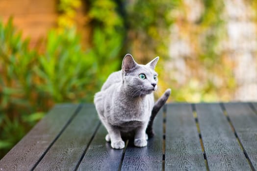 Blue cat sitting on wooden table with green background, sitting in a garden.