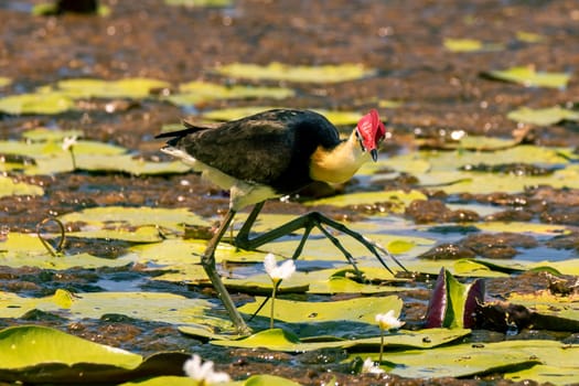 Beautiful comb crested jacana bird with large toes and claws walking on lily pads, looking towards the camera.