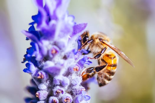 Closeup detail shot of a bee collecting pollen from lavender on sunny spring day in Axedale, Victoria, Australia