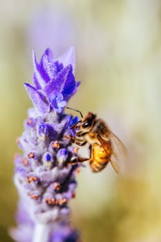 Closeup detail shot of a bee collecting pollen from lavender on sunny spring day in Axedale, Victoria, Australia
