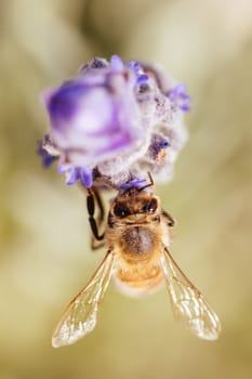 Closeup detail shot of a bee collecting pollen from lavender on sunny spring day in Axedale, Victoria, Australia