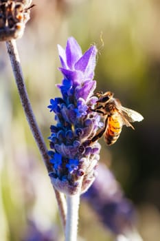 Closeup detail shot of a bee collecting pollen from lavender on sunny spring day in Axedale, Victoria, Australia