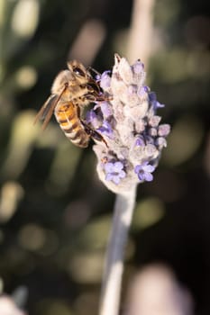 Closeup detail shot of a bee collecting pollen from lavender on sunny spring day in Axedale, Victoria, Australia