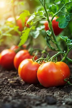 tomatoes are growing in the garden, Generative AI, food