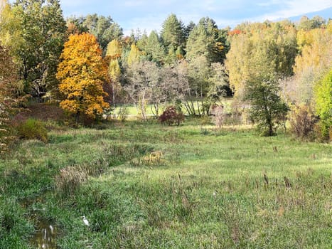 Colorful lush forest in autumn season. Landscape of autumnal wild nature. High quality photo
