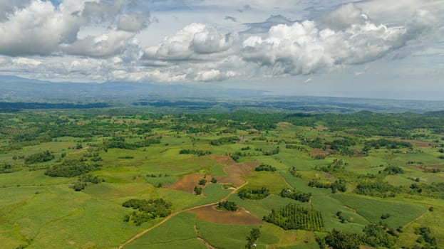 Aerial drone of farmland with sugar cane in the countryside. Negros, Philippines