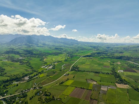 Farmland with sown green fields in countryside. Negros, Philippines