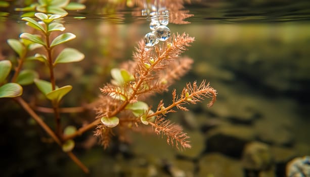 A captivating image showcasing the delicate beauty of underwater life. Bubbles ascend through the water, creating a sense of movement and tranquility. Lush green and vibrant orange aquatic plants frame the scene, adding a touch of color and texture. This image is ideal for creating calming and nature-inspired designs. It can also be used for educational purposes, highlighting the diversity and beauty of underwater ecosystems.
