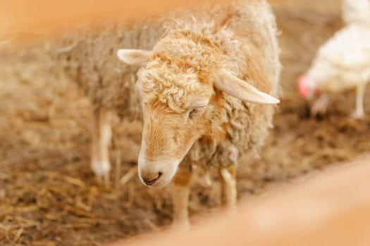 Sheep is standing proudly on a vast dry grass field in a farm setting