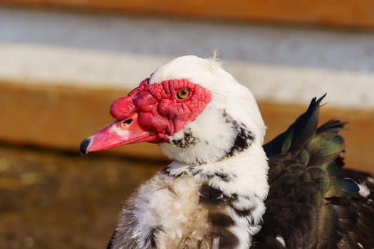 Muscovy ducks standing next to each other on a farm, selective focus