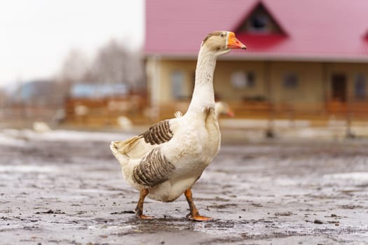 Geese group are peacefully coexisting within a fenced-in area on a farm