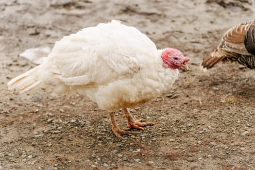 Domestic turkey confidently strides across the terrain of a farmyard rural life.