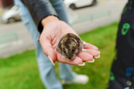 A curious little hamsters rests gently in a child's hand, enjoying a sunny day at the park surrounded by lush green grass