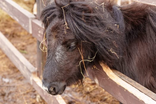 Donkey feeds on hay, showcasing its strength and elegance in the peaceful setting.