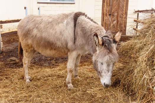 Donkey standing together on a mound of golden hay, munching on the nutritious feed.