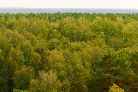 A stunning display of greenery as sunlight filters through the dense canopy, illuminating the diverse foliage in a peaceful forest during early morning.