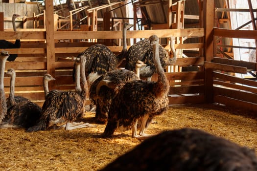 Ostrich confidently struts around the interior of a born on farm. Animal husbandry