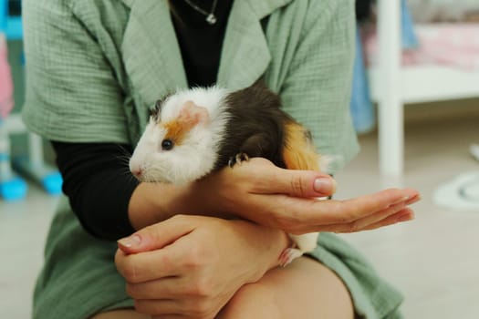 Friendly guinea pig being lovingly cradled in a person hands, showcasing its unique fur