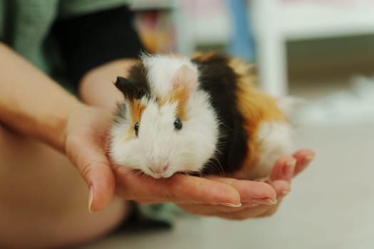 Friendly guinea pig being lovingly cradled in a person hands, showcasing its unique fur