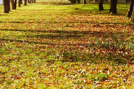 Leaves gently cover the ground as sunlight filters through the canopy of trees, creating a peaceful ambiance along the winding path in the park.