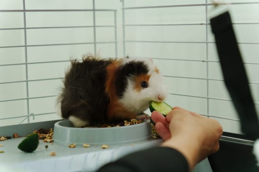 A playful guinea pig eagerly reaches for a slice of fresh cucumber during a delightful afternoon