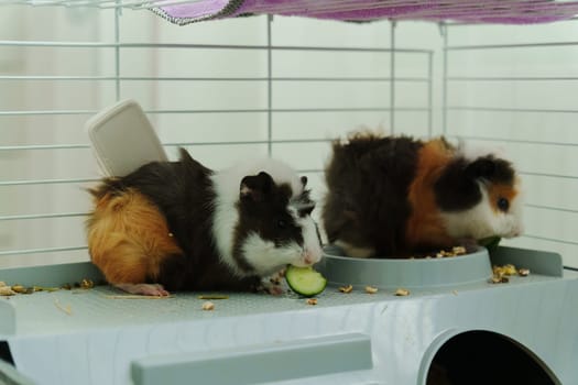A playful guinea pig eagerly reaches for a slice of fresh cucumber during a delightful afternoon