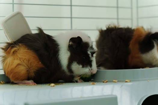 In a cozy corner, a curious guinea pig peeks out of its shelter, excitedly reaching for a refreshing cucumber