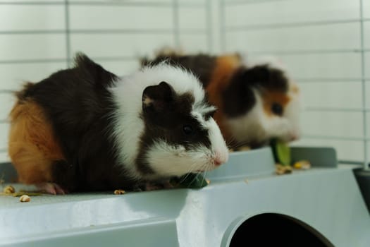 In a cozy corner, a curious guinea pig peeks out of its shelter, excitedly reaching for a refreshing cucumber