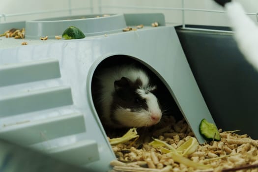A cheerful guinea pig enjoys a delicious cucumber slice offered by its caring owner in a cozy indoor habitat