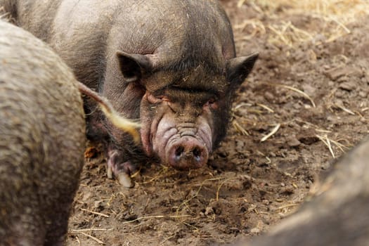 Pigs close up are standing gracefully on top of a rugged on farm.
