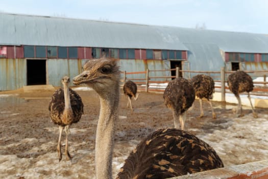 Group of ostriches standing tall and proud next to a sturdy wooden fence, showcasing.