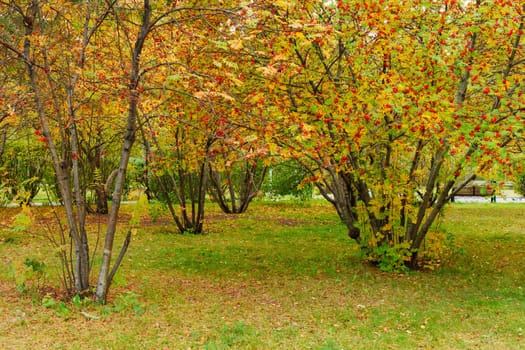 Golden and red leaves blanket the green grass as trees stand tall, showcasing their colorful autumn foliage. A peaceful atmosphere envelops the park in mid-afternoon light.