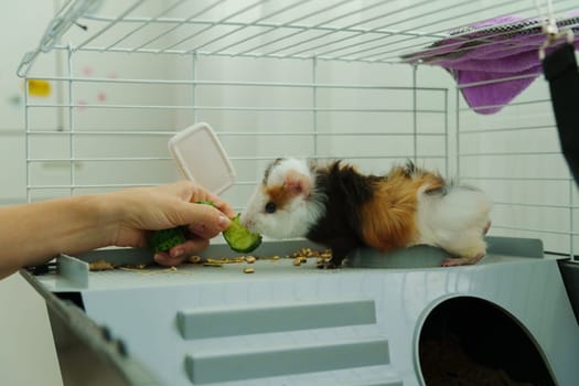 Guinea pig peeks out of its cozy habitat while enjoying a refreshing slice of cucumber in the early