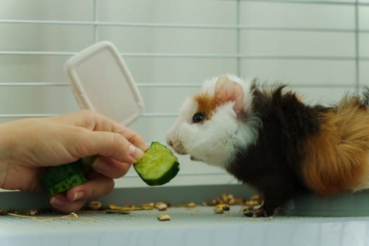 Gentle hand offers a crisp slice of cucumber, the inquisitive guinea pig emerges, savoring the refreshing treat with delight