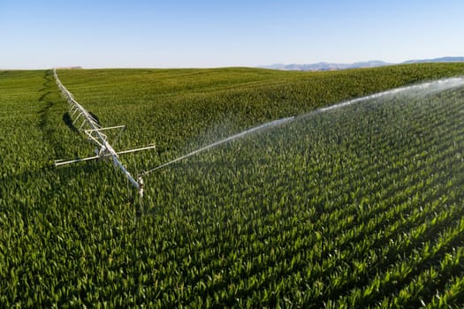 An expansive aerial view of a vibrant green cornfield being efficiently watered by a large irrigation system on a sunny day, showcasing modern agricultural practices.