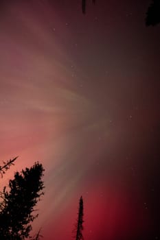 A captivating display of the aurora borealis illuminating the night sky with vibrant colors above silhouetted trees. The mystical glow creates an enchanting and serene atmosphere in Idaho