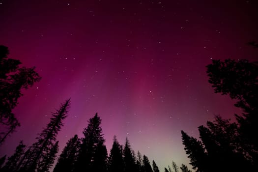 Majestic northern lights illuminate the night sky with vibrant shades of purple, creating a stunning backdrop over a dense pine forest in lowman Idaho