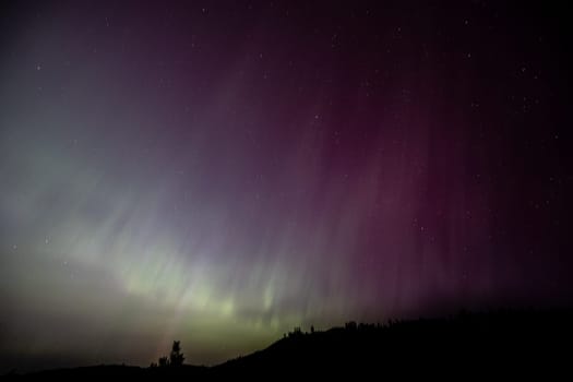 A breathtaking view of the Aurora Borealis lighting up the night sky with vibrant green and purple colors, set against a backdrop of twinkling stars and silhouetted trees near Boise, Idaho