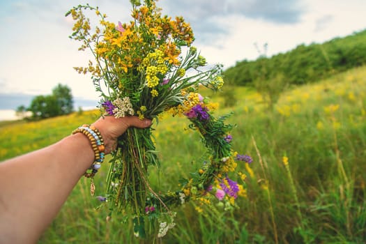 Woman in a meadow with medicinal herbs. Selective focus. Nature.