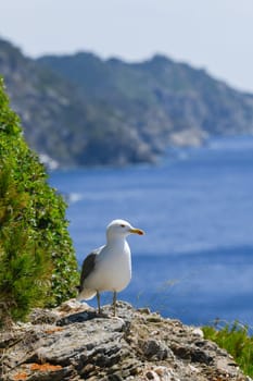 Seagulls and wildlife, Ile de Porquerolles, Provence, France. High quality photo