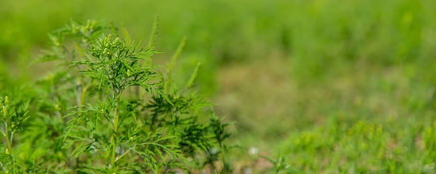 Ragweed blooms in the garden. Selective focus. Nature.