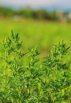 Ragweed blooms in the garden. Selective focus. Nature.
