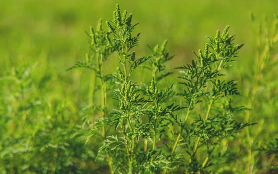 Ragweed blooms in the garden. Selective focus. Nature.
